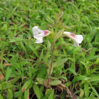 Centranthera indica (L.) Gamble